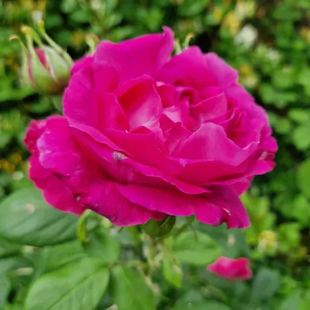 Bed & Breakfast En Charente Maritime