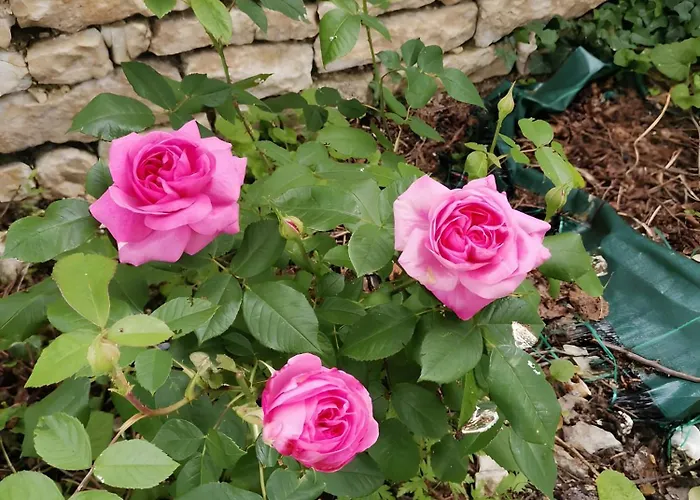 En Charente Maritime Loire-Sur-Nie